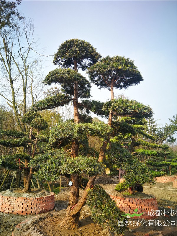 成都苗木基地罗汉松【苗圃种植基地直销】24公分价格36000-38000元